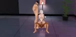 ca foursome and threesome 9 black market imvu